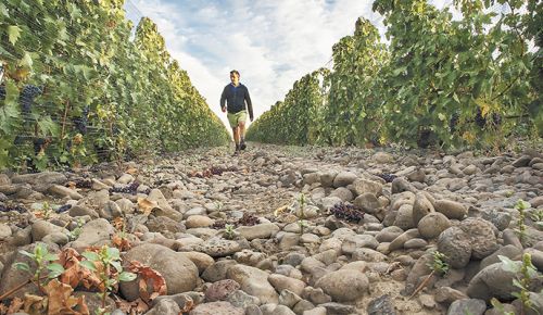 Cayuse’s Christophe Baron walks along his cobbled vineyard in The Rock District of Milton-Freewater, the state’s newest AVA.##Photo by Andrea Johnson