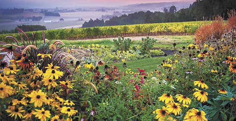 Penner-Ash Estate Vineyard, Yamhill-Carlton AVA, incorporates flowers and a
garden into the vineyard making the site more biodiverse.##Photo by Andrea Johnson