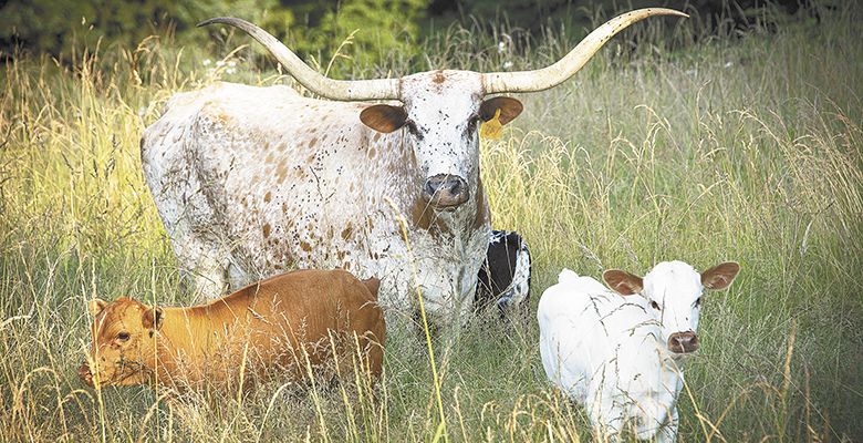 Longhorn cattle have been
part of WillaKenzie Estate, Yamhill-Carlton AVA, for years to help ease the stress of a mono-culture farm.##Photo by Andrea Johnson