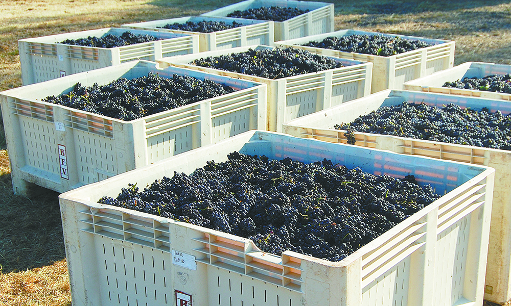 Totes of ripe Pinot Noir clusters await shipment from Doe Ridge. ##Photo by Hilary Berg