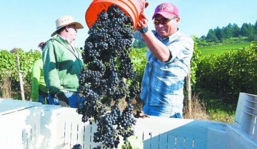 Harvest starts
earlier than usual at
Stoller Family Estate
and other Willamette
Valley vineyards.Marcus Larson photo