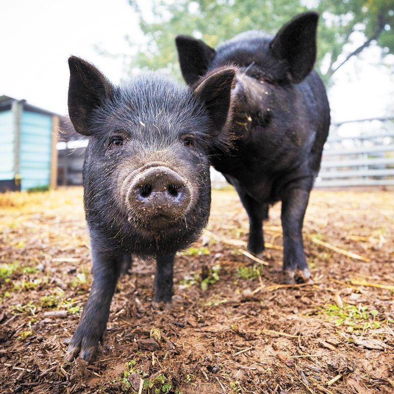 Curious pigs greet visitors to the farm. ##Photo by Andrea Johnson