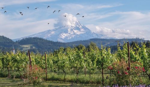 View of Mount Hood through vineyards at Mt. Hood Winery, Hood River, Oregon.##Photo by ANDRéA JOHNSON