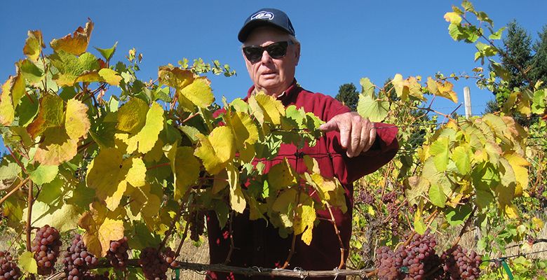 Longtime vineyard manager Rick Ensminger stands in a block of Gewürztraminer at Celilo Vineyard in the Columbia Gorge AVA.##Photo by Stuart Wa tson