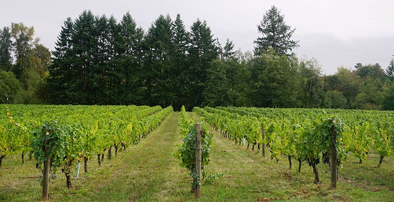 On a south-facing slope in La Center, Washington, Pinot Noir vines have stood patiently for 32 years. Now, under the care of one industrious couple, they are thriving.##Photos by Viki Eierdam