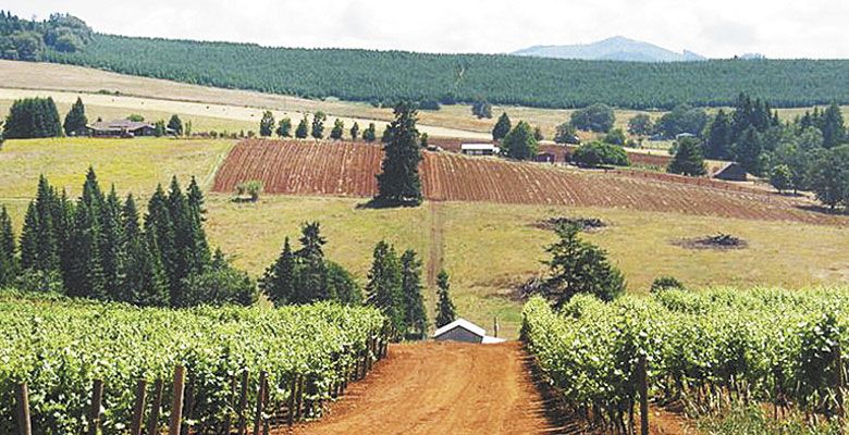 Red Hill Vineyard is the only vineyard located inside the Red Hill Douglas County AVA, which is located within the Umpqua Valley AVA.  ##Photo Provided