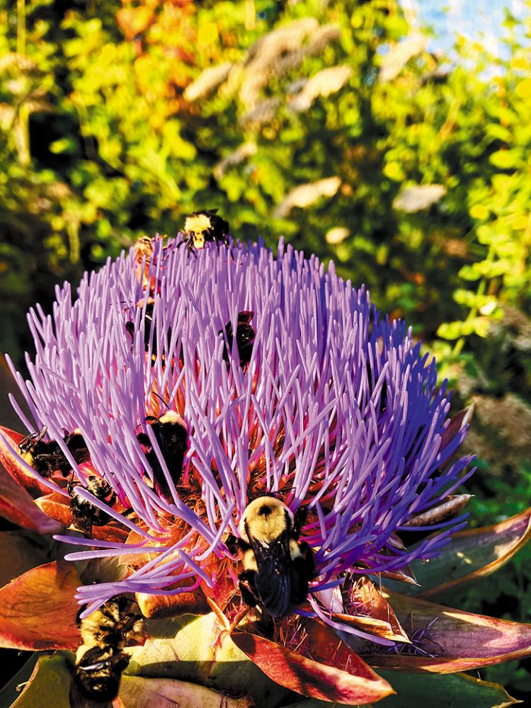 Bumble and honey bees enjoying the nectar of an artichoke flower. ##Photo provided by Brooks Wine