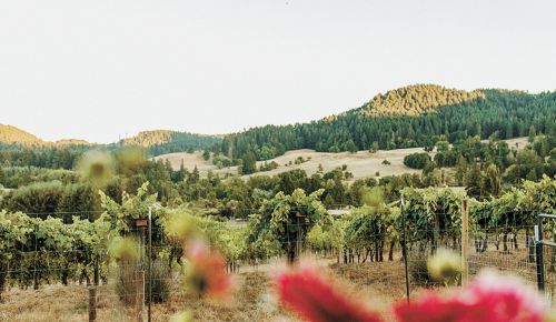 A look into what was once called Happy Valley by the locals from the Celestial Hill garden and overlooking Glenn Vineyard, planted in 2002.##Photo provided by Celestial Hill Vineyard