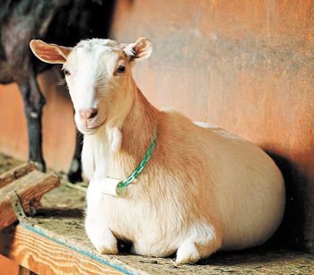 Pholia Farm raises Nigerian
dwarf goats to produce its cheese.