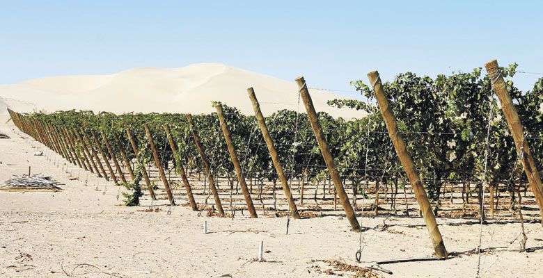 Many of the vineyards in Peru are surrounded by sand dunes. ##Photo by Amanda Barnes