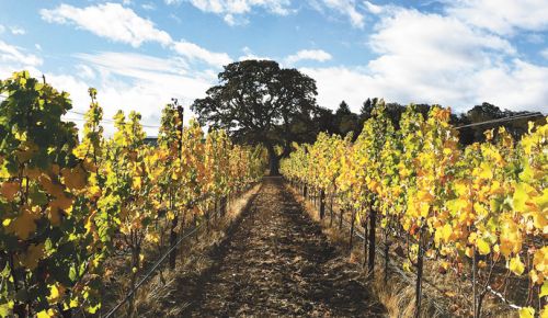 Andante Vineyard is located in the heart of Van Duzer. ##Photo provided.