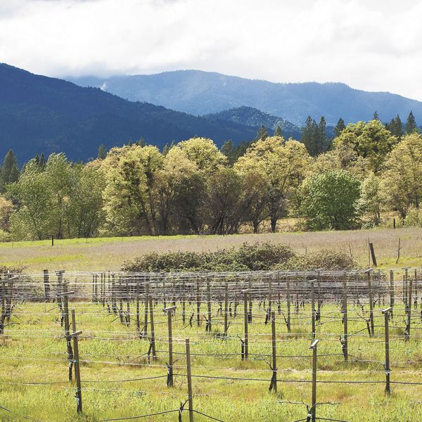 Wooldridge Creek in the Applegate Valley grows Pinot Noir, as well as 11 other varieties.Photo by Andrea Johnson
