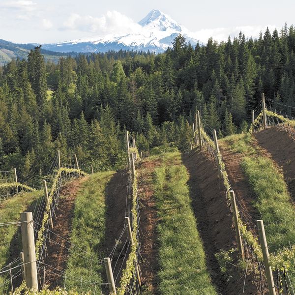 Phelps Creek is one of only a few vineyards in the Columbia Gorge AVA to grow and produce Pinot Noir. Photo by Andrea Johnson