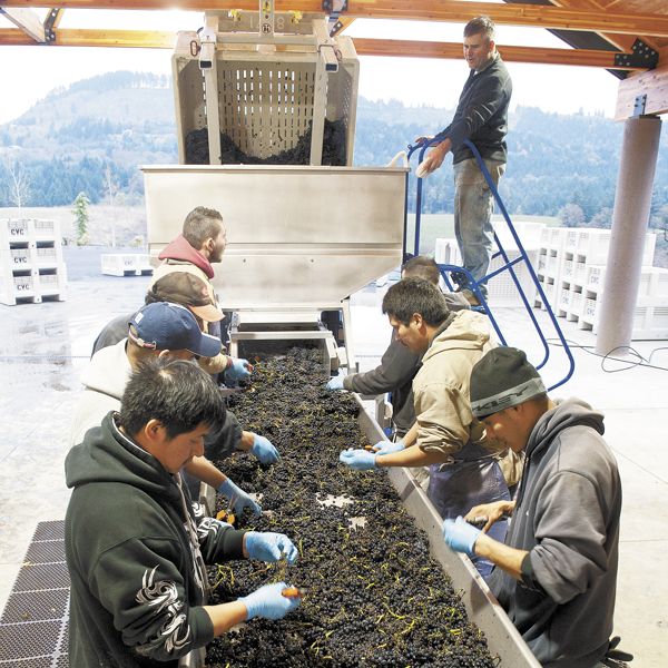 Harvest crews process Pinot Noir at Colene Clemens, located where the Chehalem Mountains and Ribbon Ridge AVAs merge.Photo by Andrea Johnson