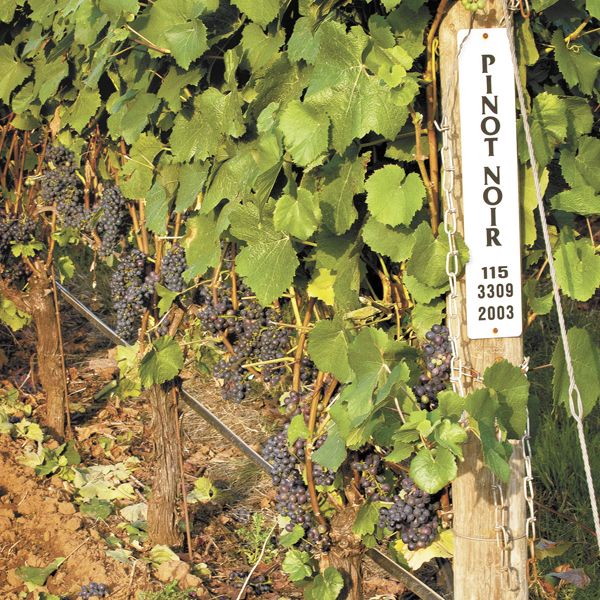 A sign marks Pinot Noir at Alexana Winery’s vineyard located in the Yamhill-Carlton AVA.Photo by Andrea Johnson