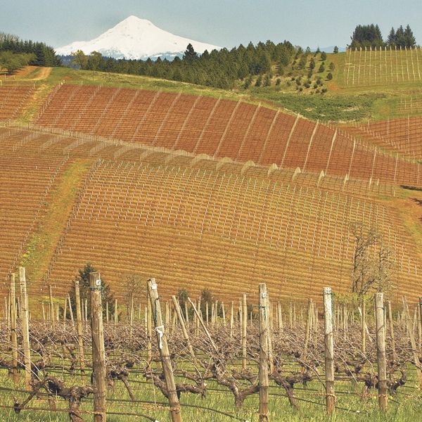 Knudsen Vineyard contains old vines and a view of Mount Hood in the Dundee Hills AVA.Photo by Andrea Johnson