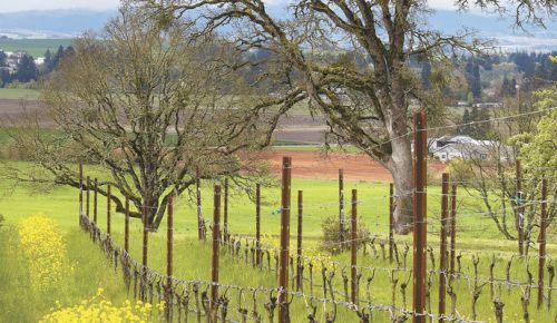 Keeler Estate in the Eola-Amity Hills AVA has signed the Willamette Valley Oak Accord, assuring the community the Oregon white oaks on the property are protected. ##Photo by Andrea Johnson