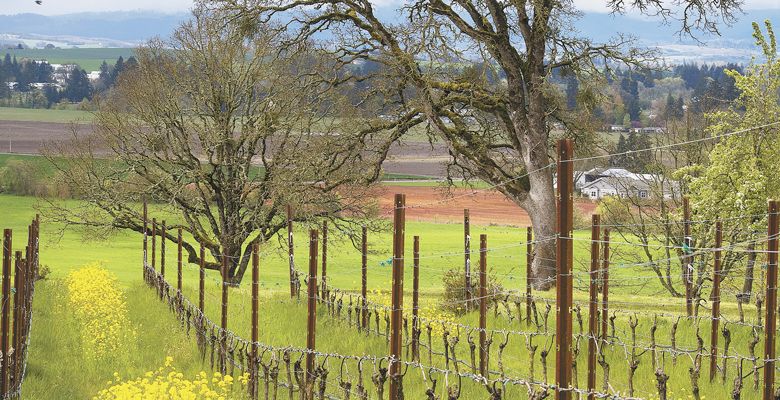 Keeler Estate in the Eola-Amity Hills AVA has signed the Willamette Valley Oak Accord, assuring the community the Oregon white oaks on the property are protected. ##Photo by Andrea Johnson