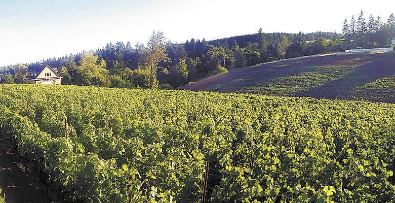 The Rallison’s 2-acre estate vineyard, Laree, was planted in 2008; Amies, located on the property’s south side measures 1.5 acres. ##Photo Provided