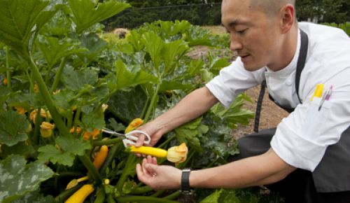 Sunny Jin, executive chef
at JORY at The Allison Inn
& Spa, picks fresh squash
blossoms at the Newberg
restaurant’s organic garden.