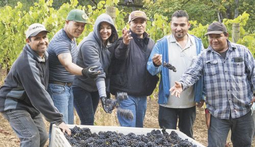The harvest crew at Open Claim Vineyards pauses for some fun. ##Photo by Andrea Johnson