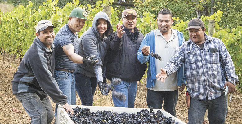 The harvest crew at Open Claim Vineyards pauses for some fun. ##Photo by Andrea Johnson