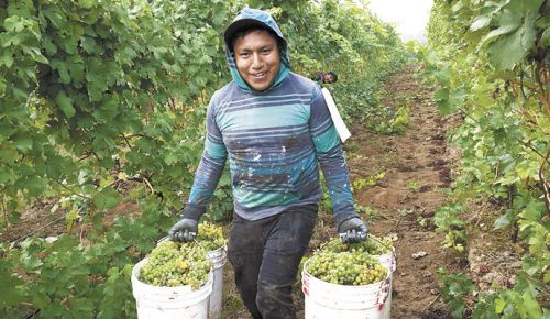 A vineyard laborer picks Grüner Veltliner at Raptor Ridge’s estate vineyard in the Chehalem Mountains. ##Photos by Andrea Johnson