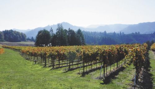 Brandborg Vineyards is one of several wineries that can now use Elkton Oregon, the state’s newest AVA, to market their wines.