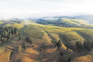 WillaKenzie Estate in Yamhill-Carlton AVA