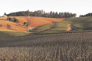 Hyland Vineyard in the McMinnville AVA