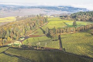 Revana Vineyard in the Dundee Hills AVA.