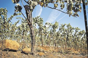 Evening Land Vineyard in the Eola-Amity Hills AVA