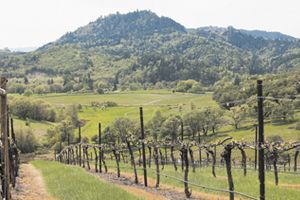 Abacela Vineyard in the Umpqua Valley AVA