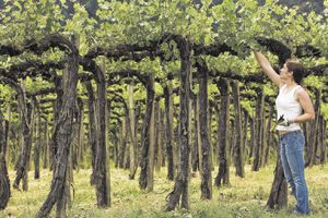 Champagne Creek Vineyard in the Rogue Valley AVA