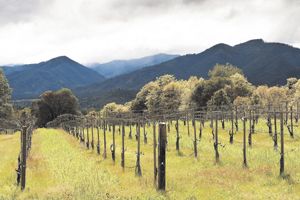 Woolridge Creek Vineyard in the Applegate Valley AVA