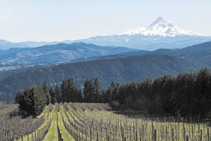 Underwood Vineyard in the Columbia Gorge AVA