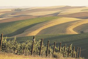 Spring Valley Vineyard in the Walla Walla Valley AVA