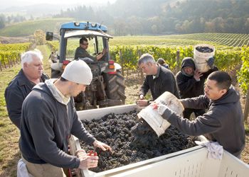 At Colene Clemens Vineyards, workers empty their buckets into the bins, while
winemaker/vineyard manager Steve Goff
(right) cleans up a few clusters along with
wine director Mark Bosko (middle) and
owner Joe Stark (far left). photo by Andrea Johnson