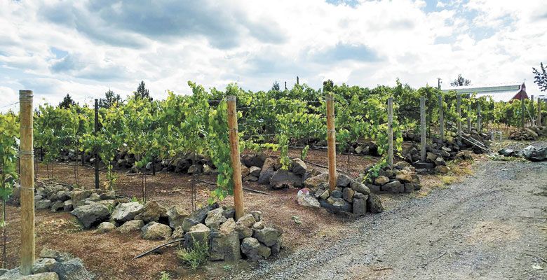 Half of Duane and Dina Barker’s Ripplin’ Waters Vineyard, located in North Bend, is planted to Marquette hybrid grapes, which were established in 2015. The highest elevation in the vineyard is 3,440 feet. ##Photo by Patty Mamula