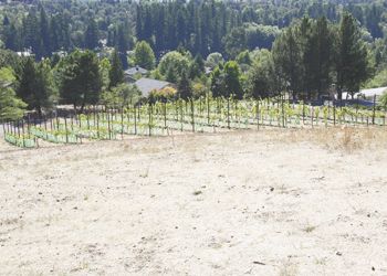 Just beyond the site of the new Lang Center, the SOWI/UCC vineyard
takes root. Photo by Gary Leif.