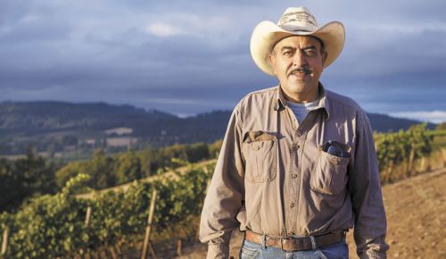 For 29 years, Salomon Orozco has been supporting his family picking grapes in Oregon — the last 24 of those years at Cristom in the Eola-Amity Hills. He works with his wife, son, nephews and nieces. He calls the grapes his babies; the wine industry, his family. ##Photo by Andrea Johnson