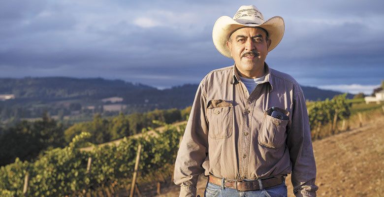 For 29 years, Salomon Orozco has been supporting his family picking grapes in Oregon — the last 24 of those years at Cristom in the Eola-Amity Hills. He works with his wife, son, nephews and nieces. He calls the grapes his babies; the wine industry, his family. ##Photo by Andrea Johnson