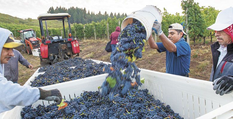 A vineyard worker dumps his bucket of picked Pinot at Alexana Vineyards in the Dundee Hills. He is the perfect candidate to receive ¡Salud! services. ##Photo by Andrea Johnson