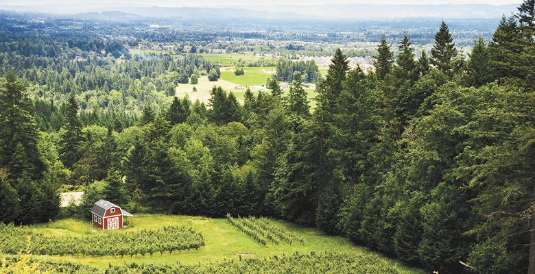 Seven Sails Vineyard is planted to about three acres of Pinot Gris in the West Hills of Portland. ##Photo by Kathryn Elsesser