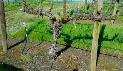 Graciano planted at Abacela’s Fault Line Vineyards. ##Photo Provided