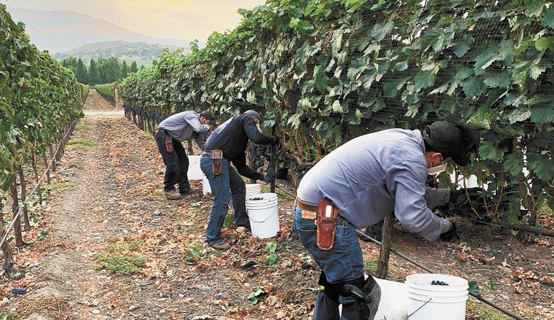 With smoke in the air, harvest crews at 2Hawk Vineyard in the Rogue Valley pick grapes for the 2020 vintage. ##Photo provided