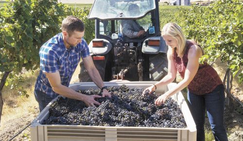 Willamette Valley Vineyards Winery Director Christine Collier helps sort fruit at Pambrun Vineyard in the SeVein Vineyard Development in the Walla Walla Valley with Jon Meuret, the consulting winemaker for the Walla Walla project. ##Photo by Andrea Johnson.