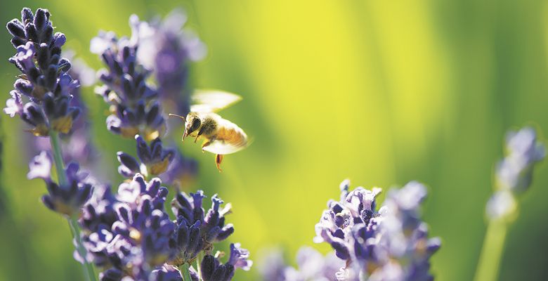 Bees thrive at Anne Amie Vineyards with help of flowering plants. ##Photo by Andrea Johnson