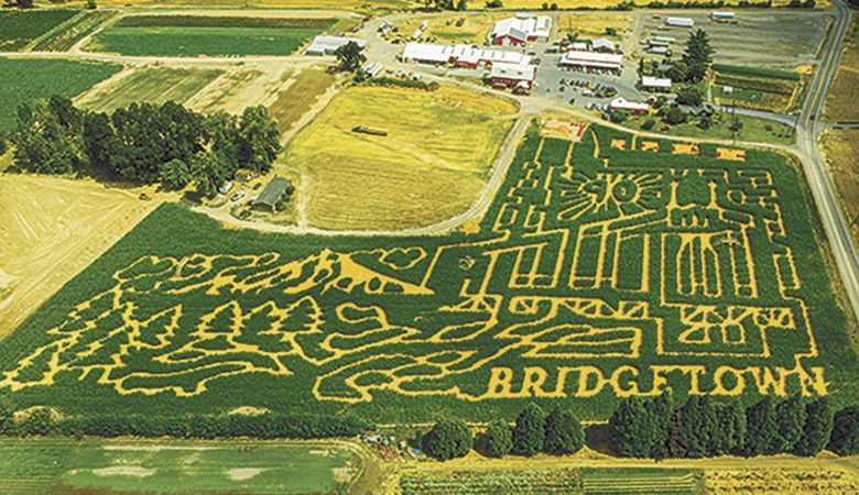 At The MAiZE on Sauvie Island, this year s design is titled “Bridgetown.  ##Photo provided