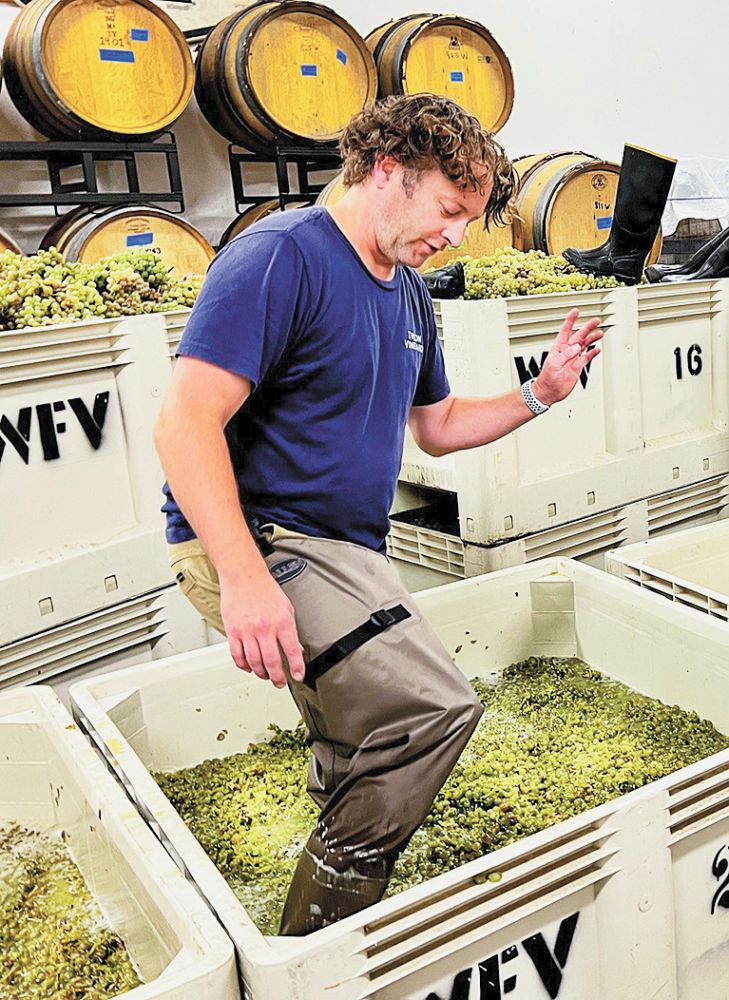 Troon Vineyard’s winemaker, Nate Wall, treading Vermentino grapes. ##Photo provided by Troon Vineyard